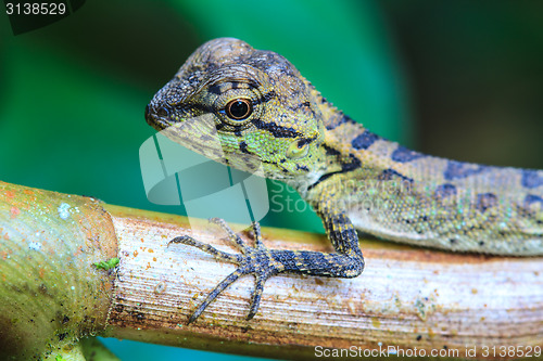 Image of Green crested lizard, black face lizard, tree lizard 