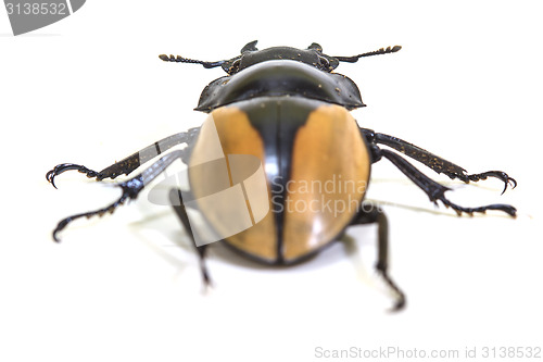 Image of insect, beetle, bug, in genus Odontolabis