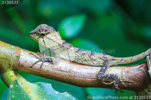 Image of Green crested lizard, black face lizard, tree lizard 