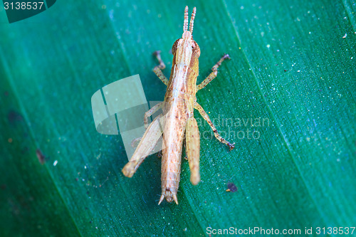 Image of Grasshopper perching on a leaf