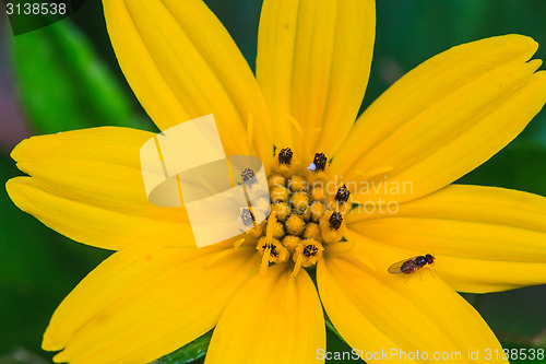 Image of Singapore Daisy in the the garden