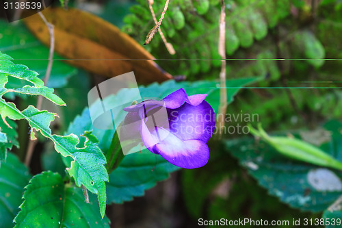 Image of Bluewings in the garden or nature park