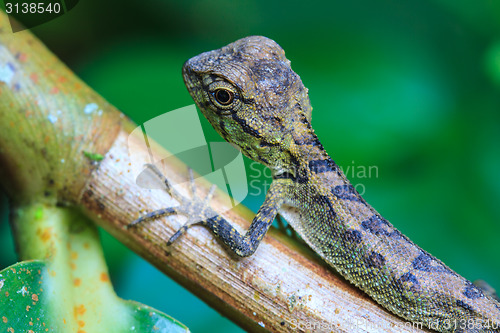 Image of Green crested lizard, black face lizard, tree lizard 