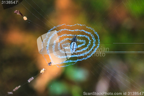 Image of Spider on the web.