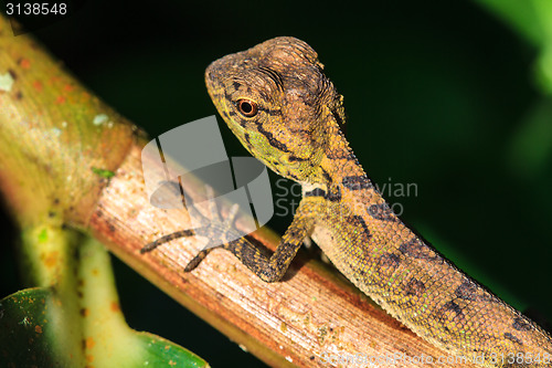 Image of Green crested lizard, black face lizard, tree lizard 