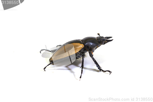 Image of insect, beetle, bug, in genus Odontolabis