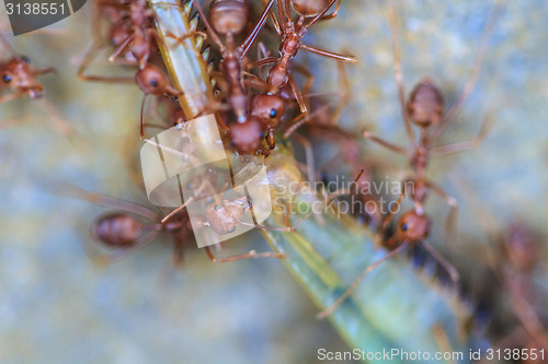 Image of Ants troop trying to move a dead grasshopper