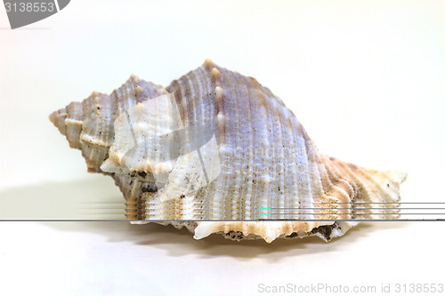 Image of sea shell isolated on white 