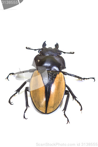Image of insect, beetle, bug, in genus Odontolabis