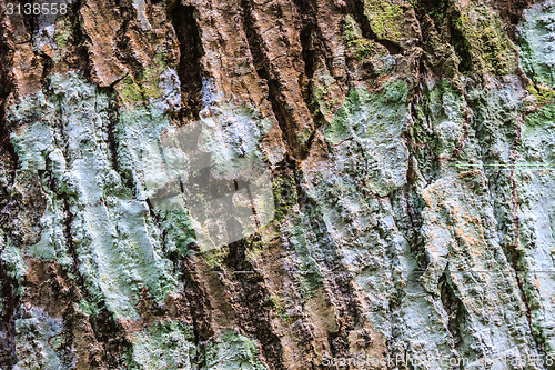 Image of Tree bark texture 