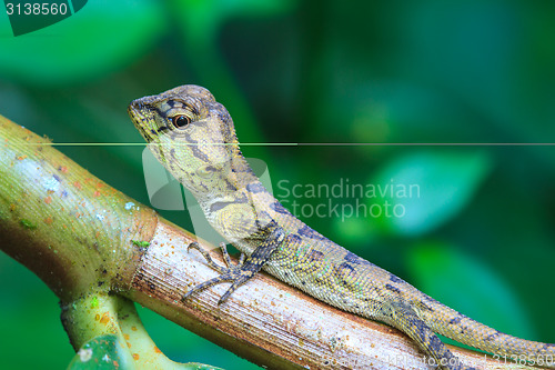 Image of Green crested lizard, black face lizard, tree lizard 