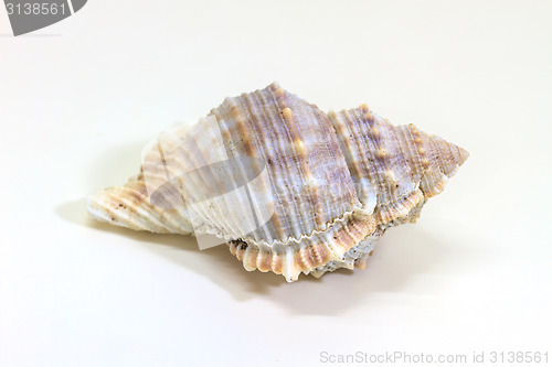 Image of sea shell isolated on white 