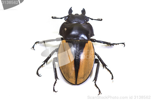 Image of insect, beetle, bug, in genus Odontolabis