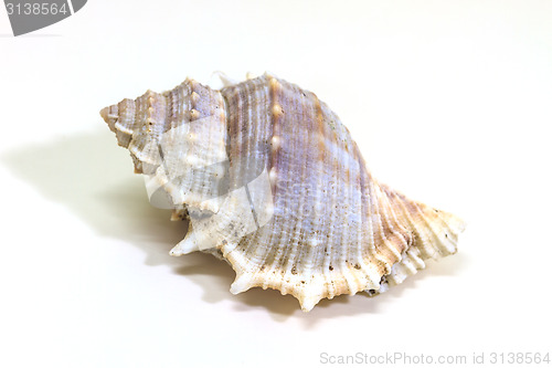 Image of sea shell isolated on white 