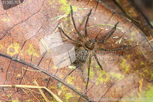 Image of spider in forest