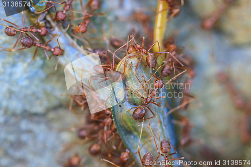 Image of Ants troop trying to move a dead grasshopper