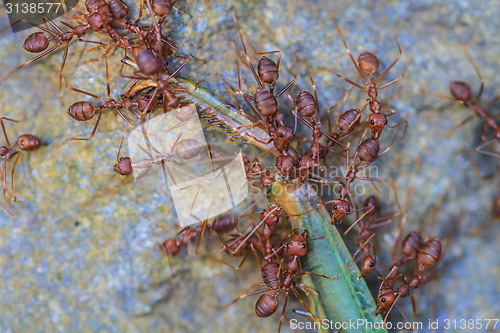 Image of Ants troop trying to move a dead grasshopper