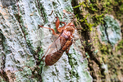 Image of cicada shell which leave on the tree