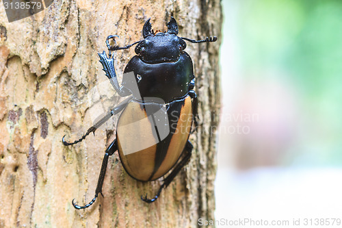 Image of insect, beetle, bug, in genus Odontolabis