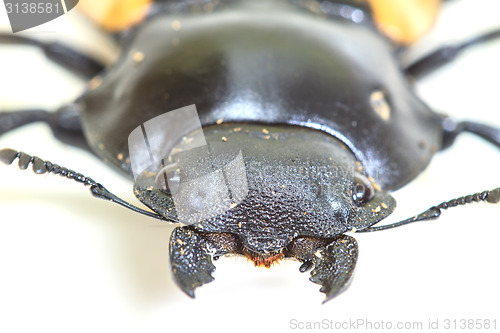 Image of insect, beetle, bug, in genus Odontolabis