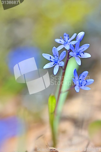 Image of violets flowers