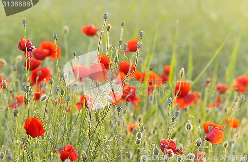 Image of red poppy field