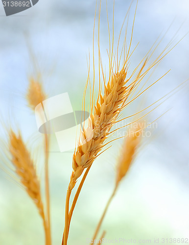 Image of Yellow grain