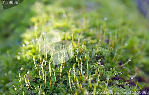 Image of green grass with water drops