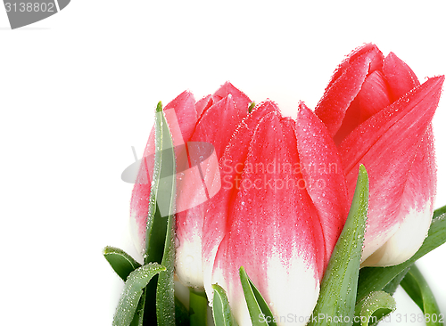 Image of Spring Tulips