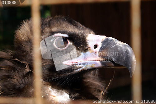 Image of Head of eagle