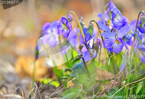 Image of spring flowers