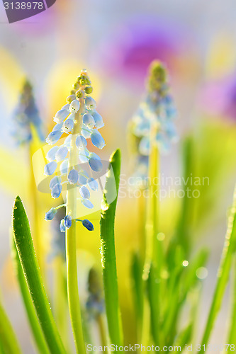 Image of Muscari neglectum flowers