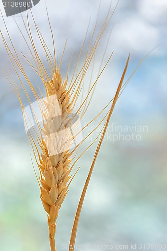 Image of Yellow grain
