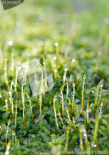 Image of green grass with water drops