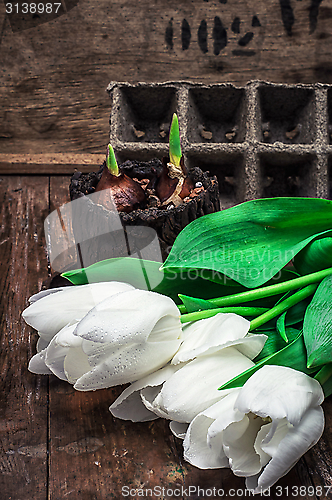 Image of sprouted bulbs tulips