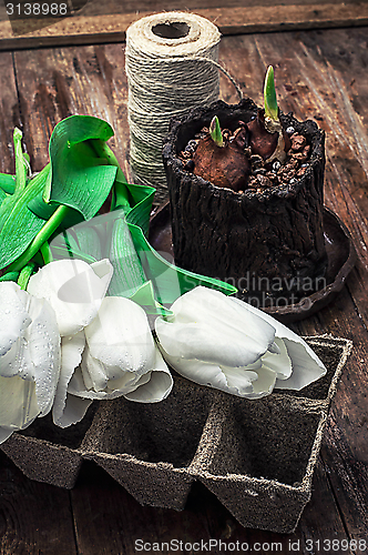 Image of sprouted bulbs tulips