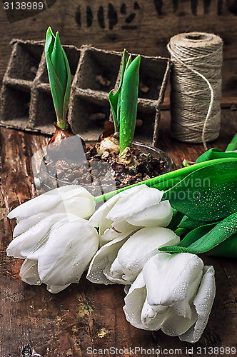 Image of sprouted bulbs tulips