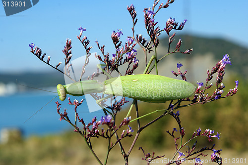 Image of Green insect