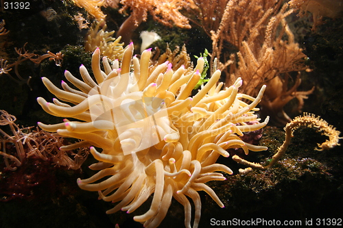 Image of Spaghetti Coral