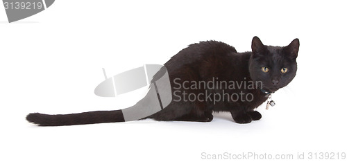 Image of Black cat lying isolated