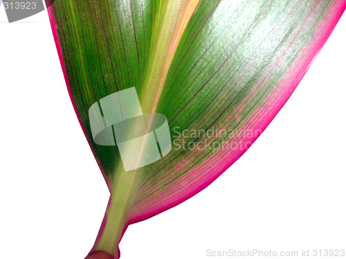 Image of  closeup of leaf isolated on white background