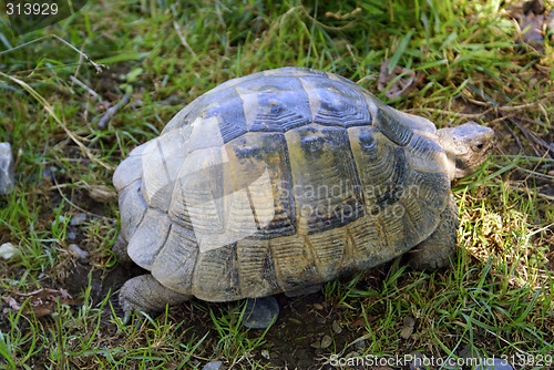 Image of Tortoise