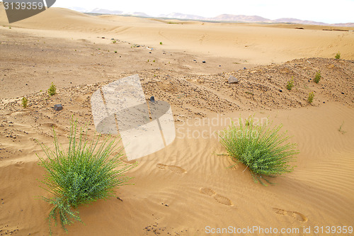 Image of  in the  desert oasi morocco sahara africa dune