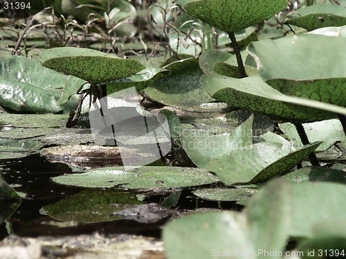 Image of Lily Pads