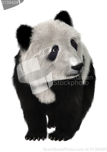 Image of Panda Bear