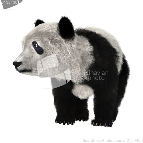 Image of Panda Bear