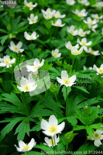 Image of Wood anemones