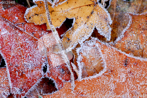 Image of Frosty leaves