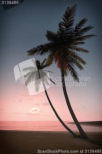 Image of sunset palm tree