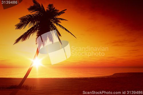 Image of sunset palm tree